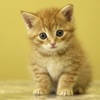 Cute Animals – Aww!