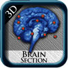 Brain Section 3D Brain Section 3D