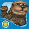 Otter on His Own – Smithsonian