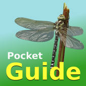 Pocket Guide UK Dragonflies Pocket Guide UK Dragonflies