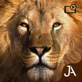 Safari: I-Evolution