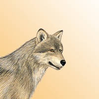 Mammals of North America LITE Mammals of North America LITE