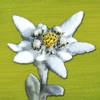 AlpineFlower Finder – Europe