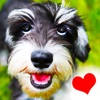 Dogs – I love dogs! Dogs – I love dogs!