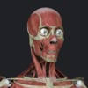 Anatomy Reference Guide