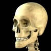 Skeleton Study Guide Skeleton Study Guide