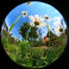 Fisheye & Co Fisheye & Co