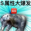 SM属性大爆发