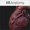 3D Heart Anatomy