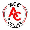 Ace Canine