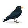 Blackbird Stickers Blackbird Stickers