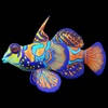 Mandarin Fish Mandarin Fish