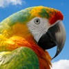 Birds Quiz and Learn Birds Quiz and Learn