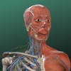 万康人体解剖-3dbody解剖