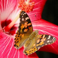 Painted Lady Butterflies Free