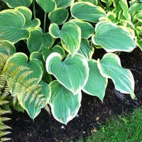 Gardener’s Journal