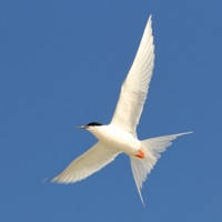 Aust. Birds Aust. Birds