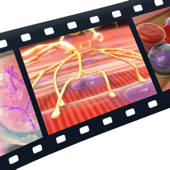 Physiology Animations Physiology Animations