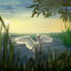 Where Do Swans Sleep?