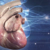 Cardiology 3D Small Animals