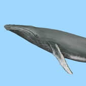 Dolphins and Whales Dolphins and Whales
