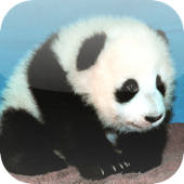 Animals Guess Quiz