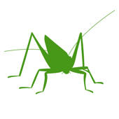 Orthoptera Orthoptera