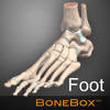 BoneBox-Foot BoneBox-Foot