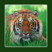 Animal tile puzzle – 动物瓷砖拼图 : 终极版与大象,狮,虎,马,斑马,兔,鼠,松鼠鱼