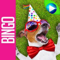DOG BINGO – Live Dog Bingo & Slots!