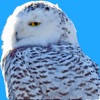 Big Year Birding ABA