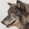 WolfApp WolfApp