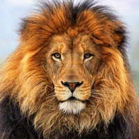 ANIMAL SOUNDBOARD SOUNDS ANIMAL SOUNDBOARD SOUNDS