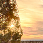 Coming Light Coming Light