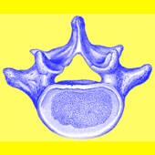 Spine: What’s the data?