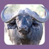 Sasol Natuurlewe vir Beginners (Lite): Blitsfeite, foto’s en video’s van 46 Suider-Afrikaanse diere