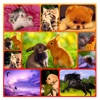 Poster Maker Pro – Collage