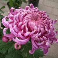 聊天技巧 聊天技巧