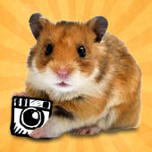 hamstergram – make people hamsters instantly and more!