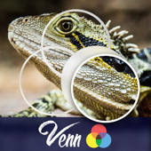 Venn Lizards: Jigsaw Puzzle Venn Lizards: Jigsaw Puzzle