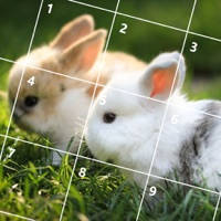 Rabbit Jigsaw Puzzles