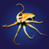 Tokyo Diner – West Shore