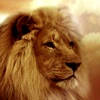 Lion Wallpapers Lion Wallpapers