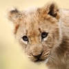 Baby Animal Wallpapers Baby Animal Wallpapers